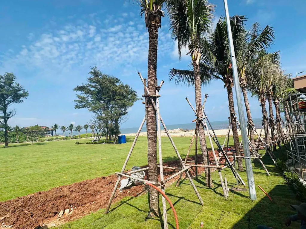 Ảnh thực tế Q Topia Phước Hải – Cảnh quan cây xanh tại khu vực Q Topia